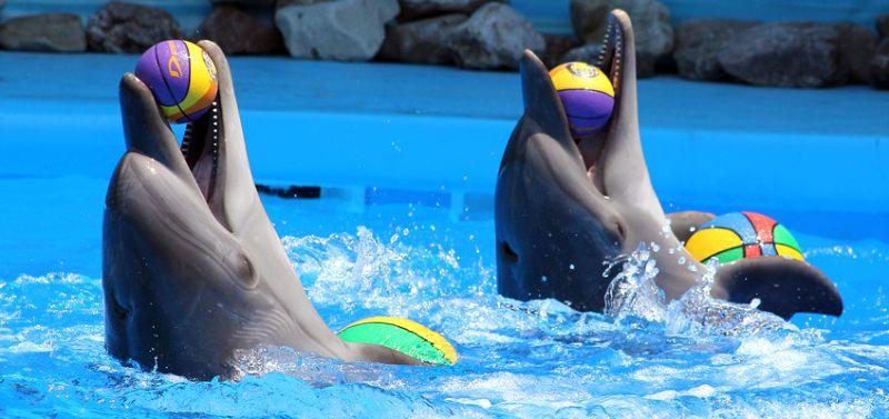 Алуштинский дельфинарий «Немо»