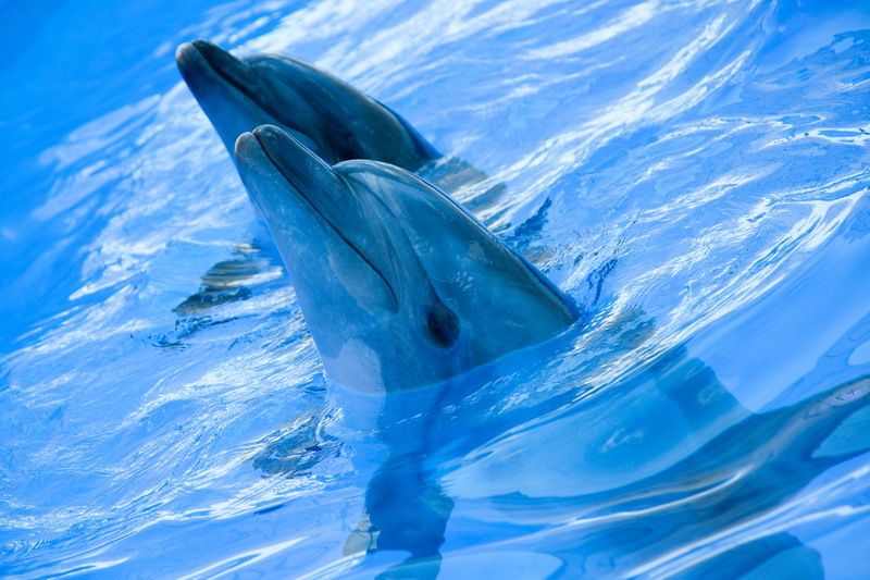 Дельфинарий в бухте Ласпи